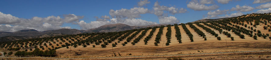 Acheter du bois d'olivier dans le style provençal